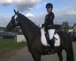 dressage horse Dancing Girl 38 (Oldenburg, 2006, from Danone 4)