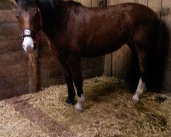 horse Freudelien (Nederlands Rijpaarden en Pony, 2000, from Freudentraum)