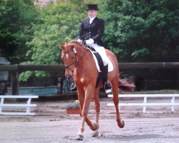 dressage horse Perfect Mr.Dee (Trakehner, 2000, from Tanzmeister I)