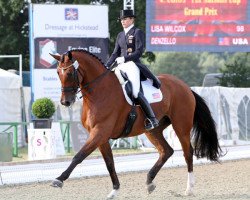 dressage horse Denzello (Hanoverian, 2003, from De Niro)