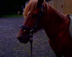 broodmare Flora (German Riding Pony, 1986, from Florian)