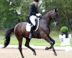 dressage horse Selten Hw (Hanoverian, 2004, from Sandro Hit)