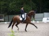 dressage horse Ziroco (KWPN (Royal Dutch Sporthorse), 2004, from San Remo)