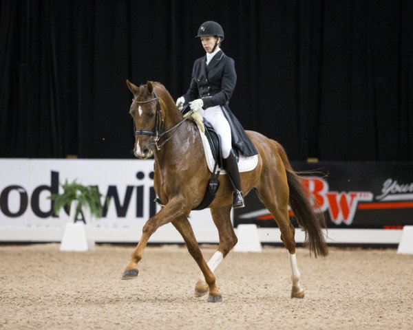 dressage horse Vladimir (KWPN (Royal Dutch Sporthorse), 2002, from Krack C)