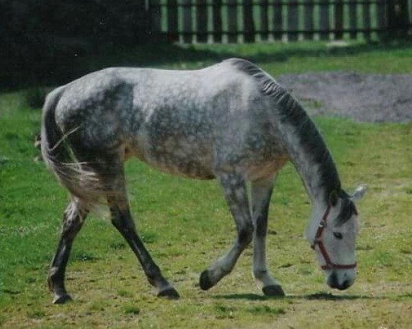 Zuchtstute Farbenfreude (Trakehner, 1991, von Humor)