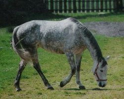 Pferd Farbenfreude (Trakehner, 1991, von Humor)