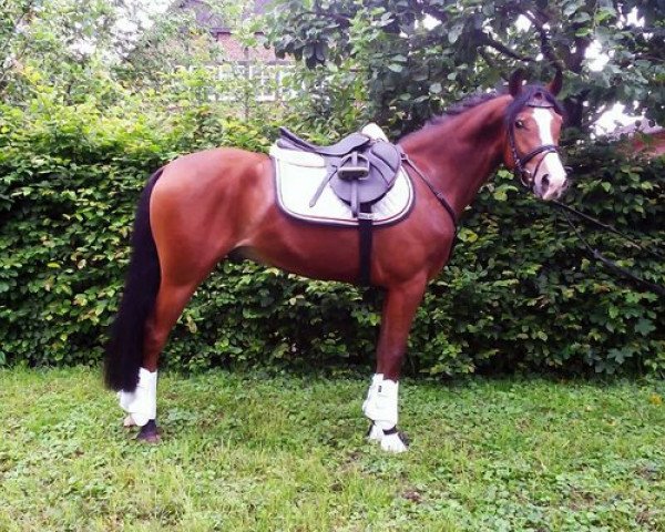 Pferd Toronto (Deutsches Reitpony, 2011, von Tizian)