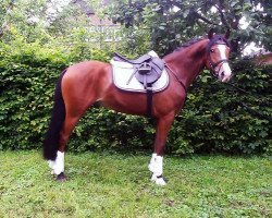 horse Toronto (German Riding Pony, 2011, from Tizian)