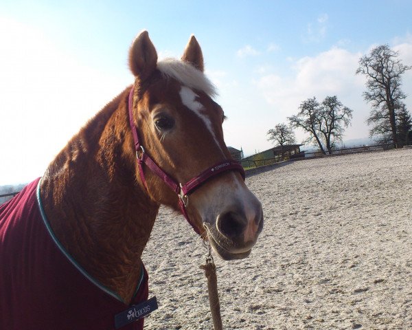 Pferd Hamira (Haflinger, 1990, von Akkord)