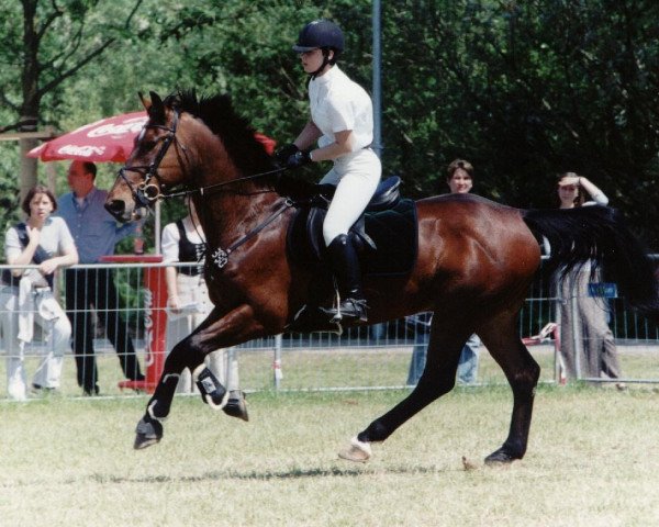 horse Ratus 1 (Polish Warmblood, 1990, from Rytm)