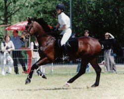 Pferd Ratus 1 (Polnisches Warmblut, 1990, von Rytm)