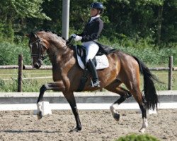 dressage horse Sunrise (Oldenburg, 2006, from Sion)