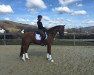 dressage horse Strelnikov (Westphalian, 2012, from Sir Schiwago)