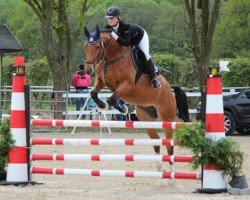 jumper Cosima 266 (Oldenburg show jumper, 2010, from Cornet's Prinz)