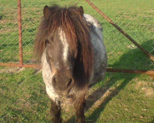 Zuchtstute Peggy (Shetland Pony,  , von Wotan)