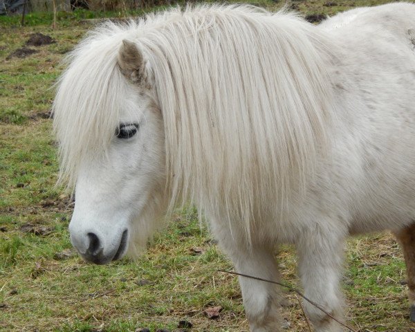 broodmare Unna (Shetland Pony,  , from Wotan)