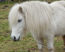 Pferd Unna (Shetland Pony, von Wotan)