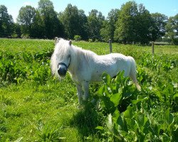 stallion Gauner (Shetland Pony, 1982, from Ginster)