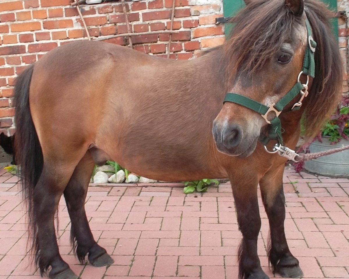Pferd Wotan (Shetland Pony, 1982, von Wulf A 190 DDR)