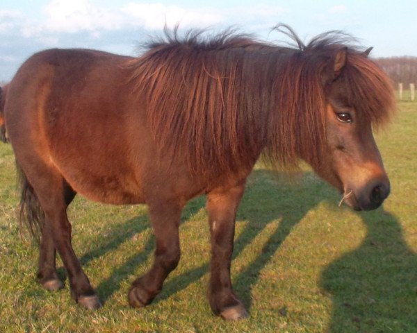 Zuchtstute Ursel (Shetland Pony, 1995, von Wotan)