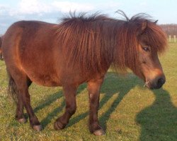 Pferd Ursel (Shetland Pony, 1995, von Wotan)