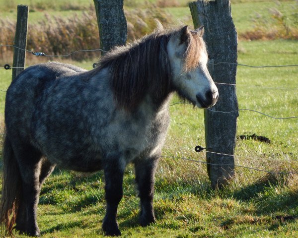 broodmare Wenke (Shetland Pony, 2008, from Carl)