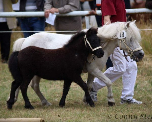 dressage horse Oskar (Shetland Pony, 2015, from Othello)