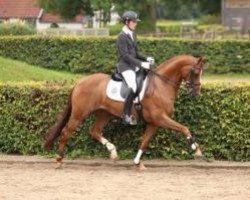 dressage horse Bon Jovi (KWPN (Royal Dutch Sporthorse), 2006, from Vincenzo)