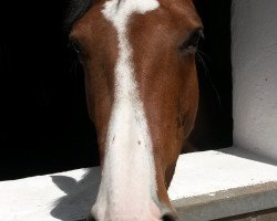 Pferd Dancing Sweetheart (Holsteiner, 2009)