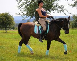 dressage horse Mirah 3 (Württemberger, 2004, from Metteur)