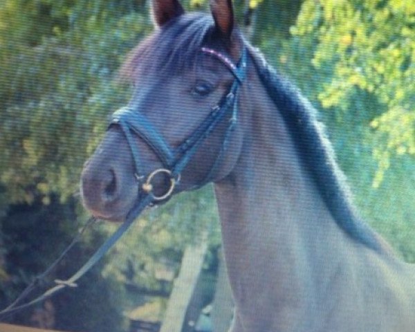 dressage horse Frida Kahlo 4 (Oldenburg, 2010, from For Compliment)