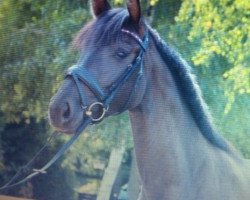 dressage horse Frida Kahlo 4 (Oldenburg, 2010, from For Compliment)