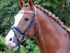 dressage horse Nabucco 110 (German Riding Pony, 2011, from Heidbergs Nancho Nova)