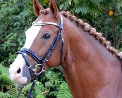 dressage horse Nabucco 110 (German Riding Pony, 2011, from Heidbergs Nancho Nova)