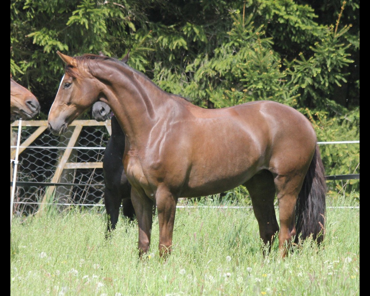 broodmare Dorsina (Hanoverian, 2007, from Dancier)