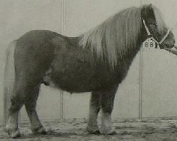 Deckhengst Nat.cham.son of the blue stable (Shetland Pony (unter 87 cm),  , von Gentleman van Bangaerde)
