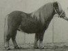 stallion Nat.cham.son of the blue stable (Shetland pony (under 87 cm),  , from Gentleman van Bangaerde)