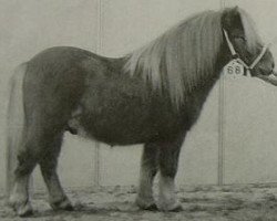 stallion Nat.cham.son of the blue stable (Shetland pony (under 87 cm),  , from Gentleman van Bangaerde)