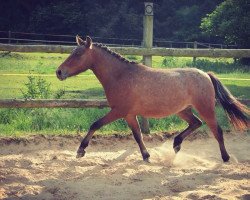 horse Woody (Appaloosa, 2013, from Acapulco)