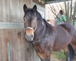 horse Dandy (Westphalian, 2013, from Domingo)