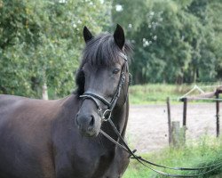 dressage horse Miss Marple 154 (Lewitzer, 2006, from Munser)