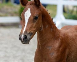 broodmare RM D-Ply in Love (German Riding Pony, 2015, from D-Day AT)