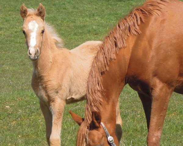 dressage horse RM Global Guy (German Riding Pony, 2015, from Global Player At)