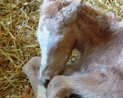 Dressurpferd RM Golden Amber (Deutsches Reitpony, 2016, von Golden West NRW)