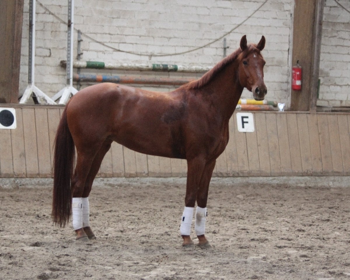 broodmare Daido R (Westphalian, 2008, from Dancing Dynamite)