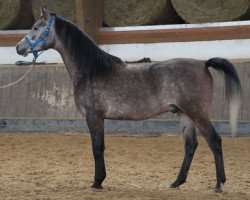 horse Gradus (Arabian thoroughbred, 2013, from Ekstern 1994 ox)