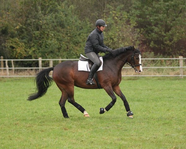 dressage horse Lilly (Hanoverian, 2010, from Lissaro)