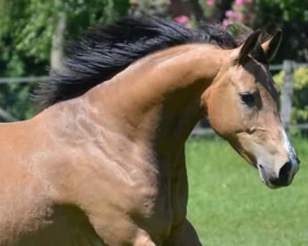 broodmare Gib Küsschen (German Riding Pony, 2005, from Golden Dandy)