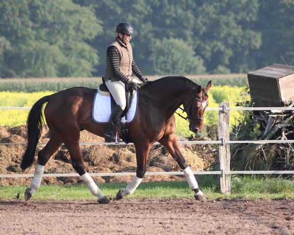 horse Blue (Hanoverian, 2002, from Bergamon)