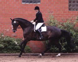 horse Ramington 4 (Holsteiner, 2001, from Ramirado)